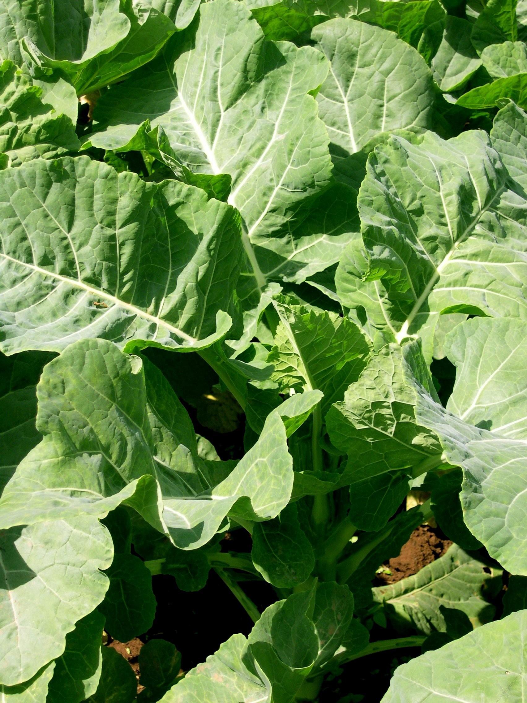 Kale 1000headed (2)