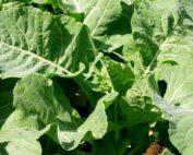 Kale 1000headed (5)