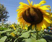 L13srSunflower