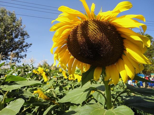 L13srSunflower