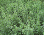 Lucerne_(Alfalfa)2