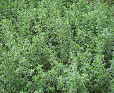 Lucerne_(Alfalfa)2