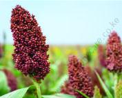 Millet