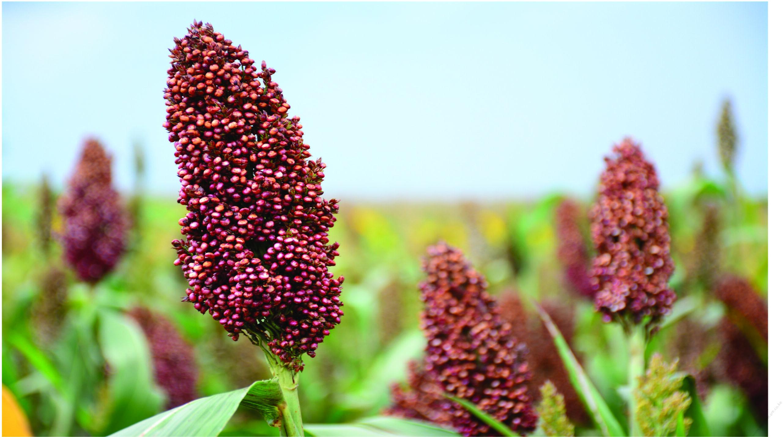 Millet