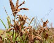 RGeU9millet