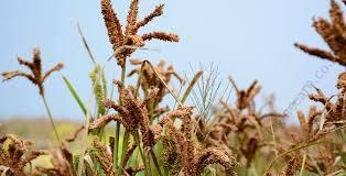 RGeU9millet