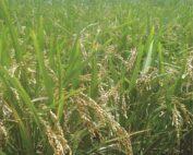 RICE11