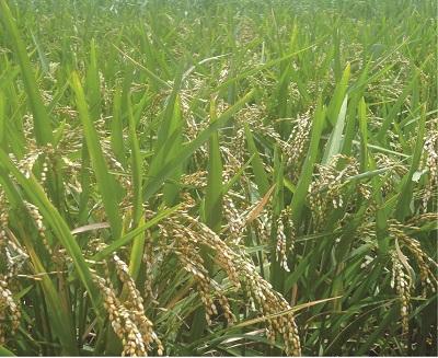 RICE11
