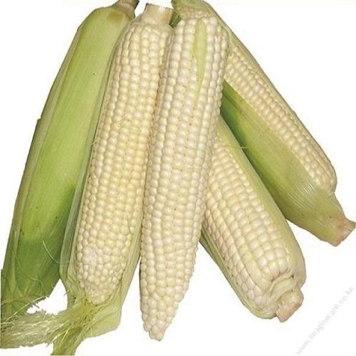SHVLkMaize1