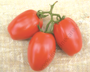 Tomato_cal_J (2)