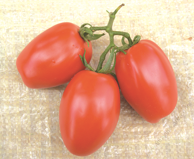 Tomato_cal_J (2)