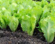 V1p42lettuce