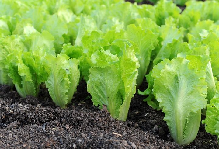 V1p42lettuce