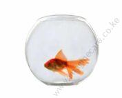 Chic Fish Bowl Yg-300
