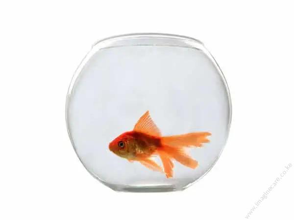 Chic Fish Bowl Yg-300