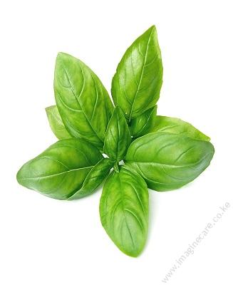 basil