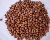 cuFRwCowPeas Ken Kunde (1)