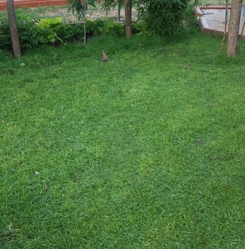exn0iPASPALUM LAWN (1)