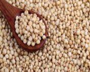 high-quality-red-sorghumwhite-sorghum-for-sale1-0537126001552579659