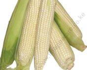 nuISaMaize1