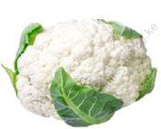snowball1 (1)