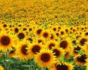 sun