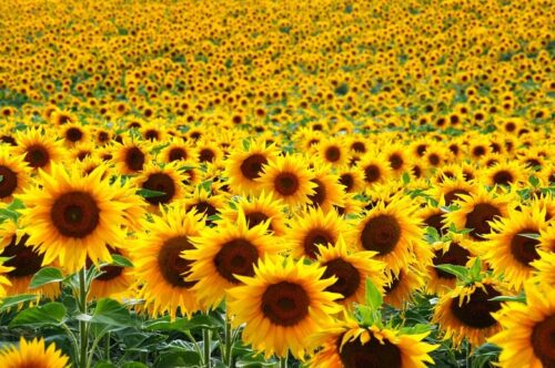 sun