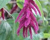 Amaranthus Terere