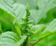 Amaranthus Terere