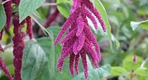 Amaranthus Terere
