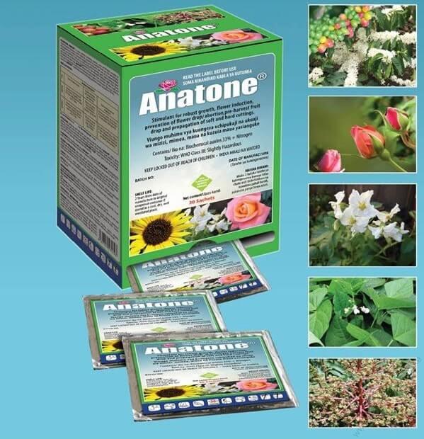 Anatone-min_1583824823