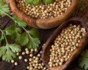Coriander Dhania