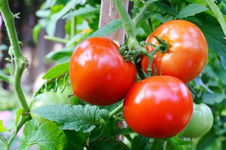 Fx27Otomato (1)