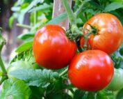 Fx27Otomato (2)