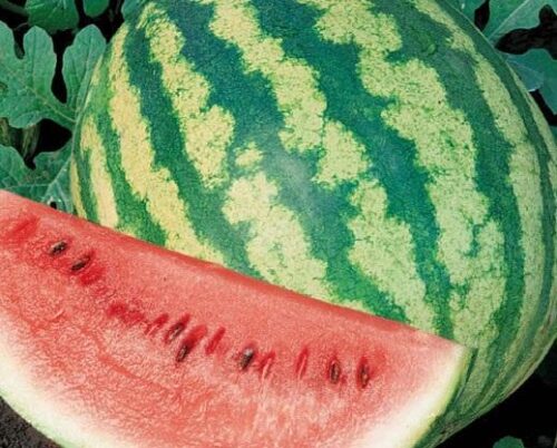 H4FqIwatermelon_crimson_sweet