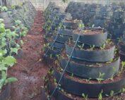 Multistorey Garden