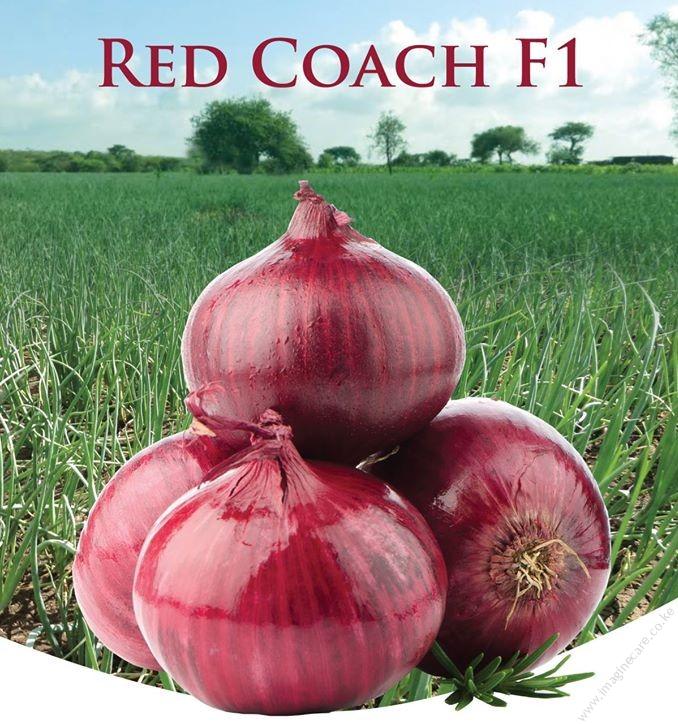 Red Coach F1 Onion Seed