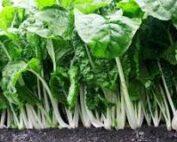 Swisschard Fordhook Giant