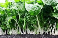Swisschard Fordhook Giant