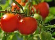 Tomato Nemador