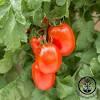 Tomato Roma VF (True to Type)