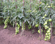 Tomato_Money_Maker_2