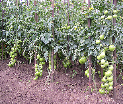 Tomato_Money_Maker_2 (2)