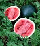 Watermelon Sugar Baby