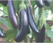 Eggplant Long Purple