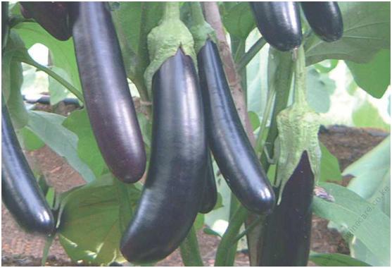 Eggplant Long Purple