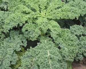 Kale Half tall curled