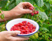 Raspberry Variety Seedlings (per seedlings)