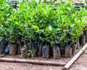 50719351-lemon-seedlings-ready-to-be-planted-in-pot