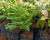 Grafted-Hass-Avocado-Seedlings-3